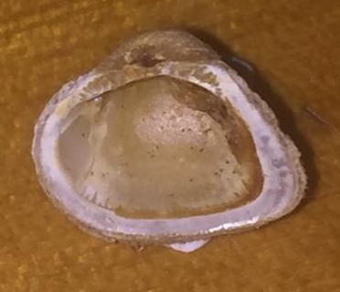 Piccolo bivalve 2